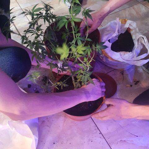 Deimos Ecua Seeds growlog photo: Transplante 
