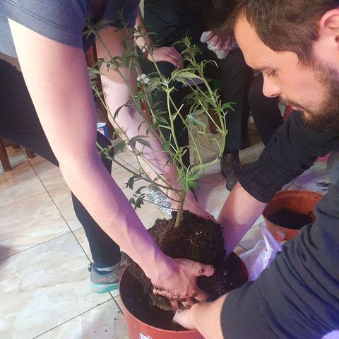Deimos Ecua Seeds growlog photo: Transplante 