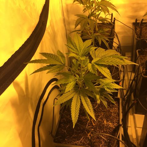 Girl Scout Cookies  growlog timeline photo