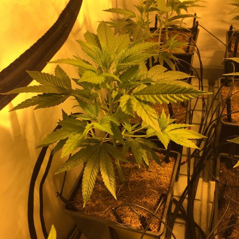Girl Scout Cookies  growlog timeline photo
