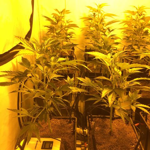 Girl Scout Cookies  growlog timeline photo