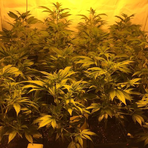 Girl Scout Cookies  growlog timeline photo