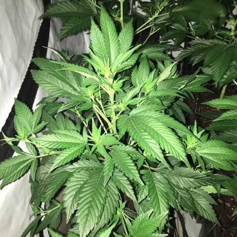 Girl Scout Cookies  growlog timeline photo