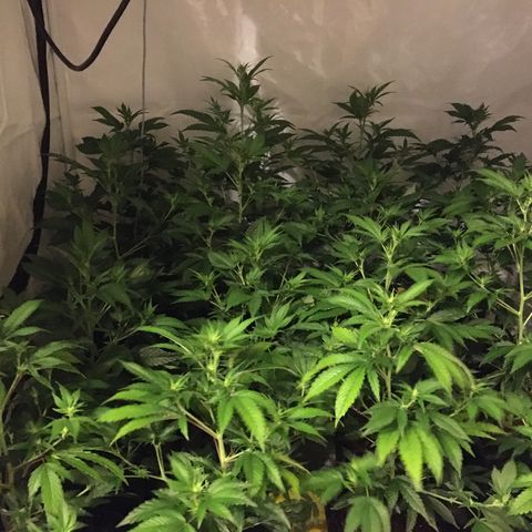 Girl Scout Cookies  growlog timeline photo