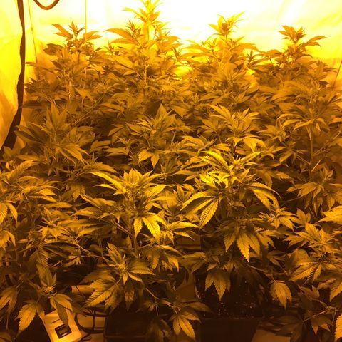Girl Scout Cookies  growlog timeline photo
