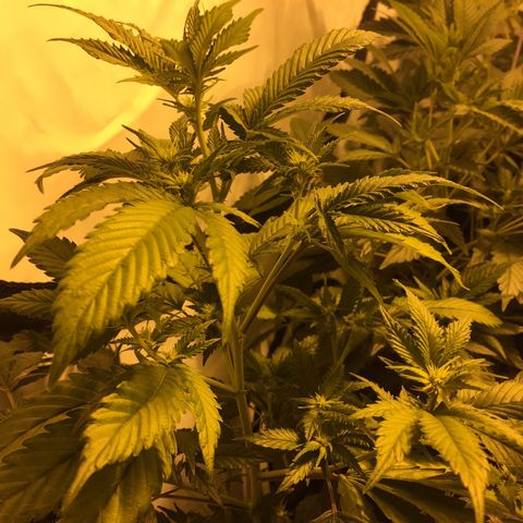 Girl Scout Cookies  growlog timeline photo