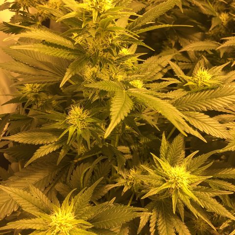 Girl Scout Cookies  growlog timeline photo