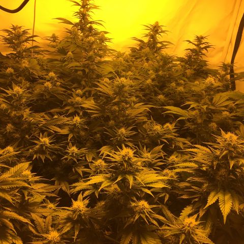 Girl Scout Cookies  growlog timeline photo