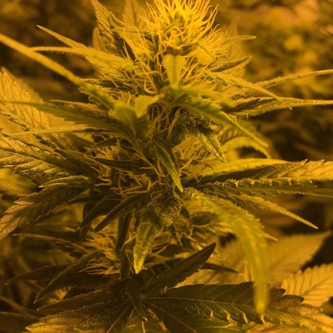 Girl Scout Cookies  growlog timeline photo