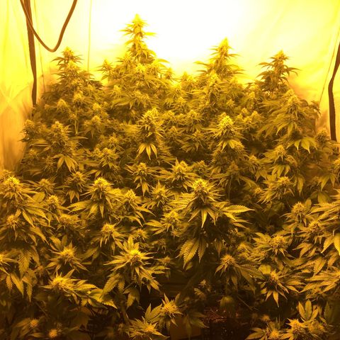 Girl Scout Cookies  growlog timeline photo