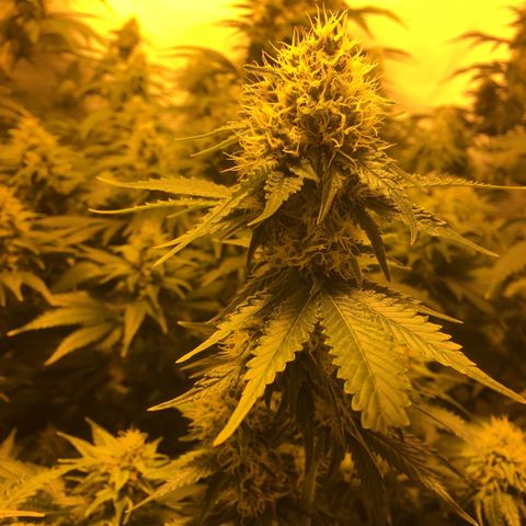Girl Scout Cookies  growlog timeline photo
