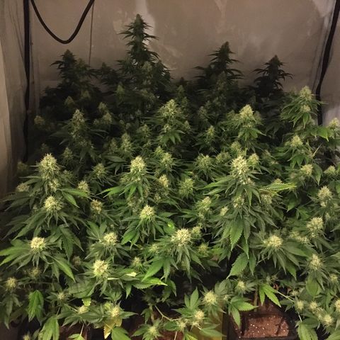 Girl Scout Cookies  growlog timeline photo