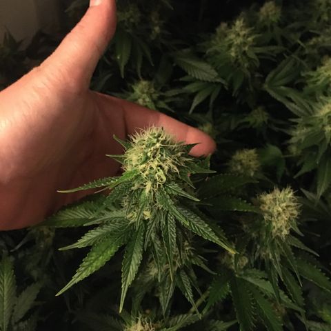 Girl Scout Cookies  growlog timeline photo