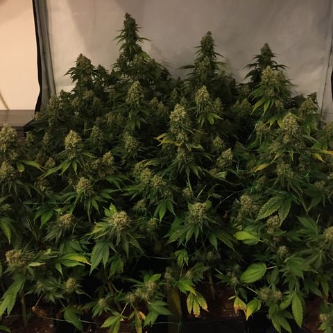 Girl Scout Cookies  growlog timeline photo
