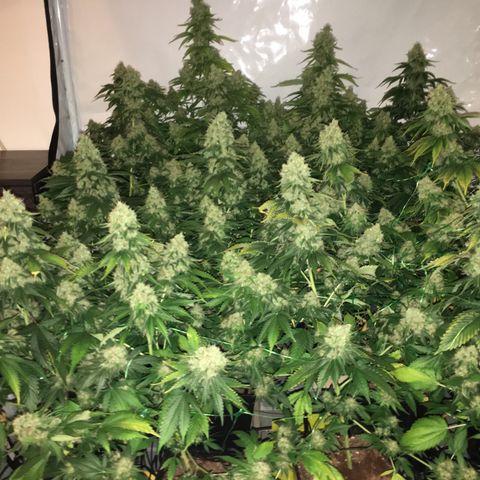 Girl Scout Cookies  growlog timeline photo
