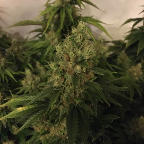Girl Scout Cookies  growlog timeline photo
