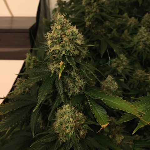 Girl Scout Cookies  growlog timeline photo