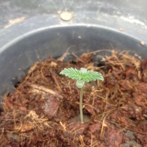 La Magnus Carlsen growlog photo: Agregué lana de coco alrededor 