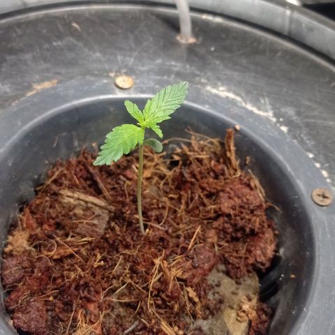 La Magnus Carlsen growlog timeline photo