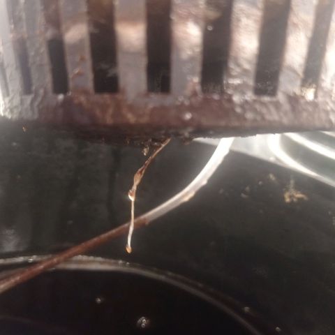 La Magnus Carlsen growlog photo: Raíces 