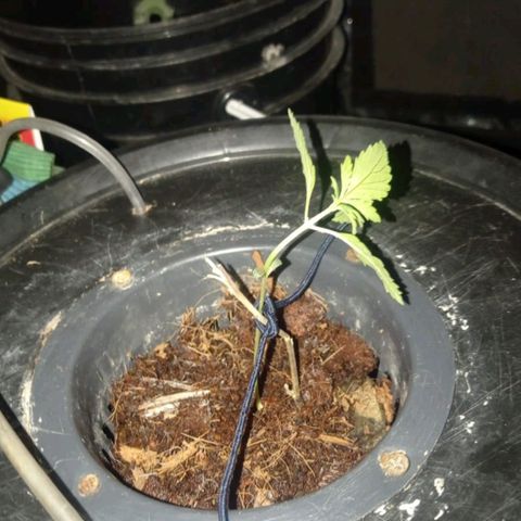 La Magnus Carlsen growlog photo: La encontré caída para la izquierda y le puse un tutor. Zurda como el padre.