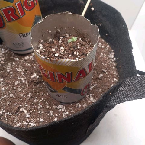 24k gold F1 growlog timeline photo