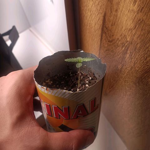 24k gold F1 growlog timeline photo