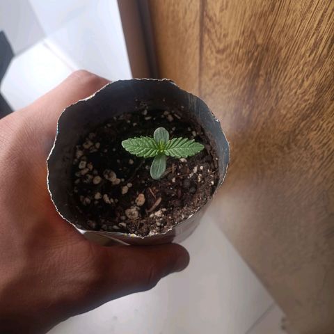 24k gold F1 growlog timeline photo