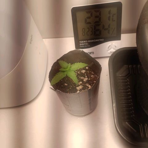 24k gold F1 growlog timeline photo