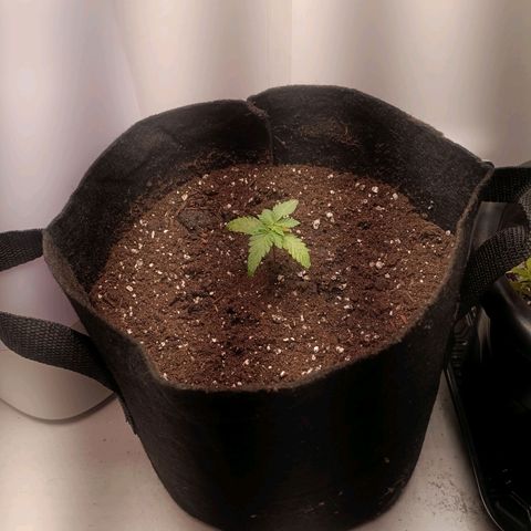 24k gold F1 growlog timeline photo