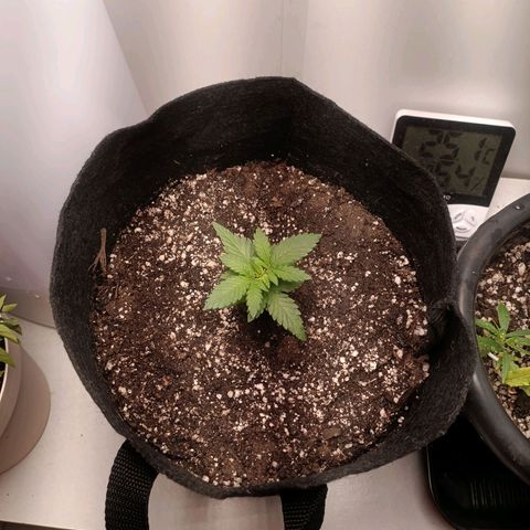 24k gold F1 growlog timeline photo
