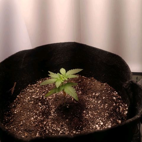 24k gold F1 growlog timeline photo