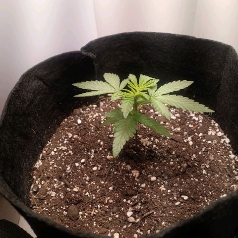 24k gold F1 growlog timeline photo
