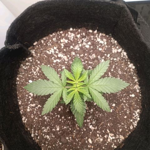 24k gold F1 growlog timeline photo