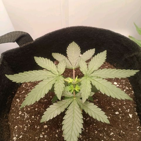 24k gold F1 growlog timeline photo