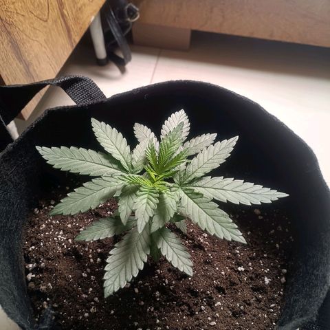 24k gold F1 growlog timeline photo