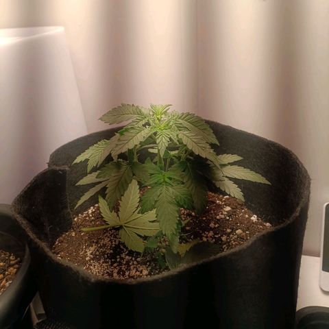 24k gold F1 growlog timeline photo