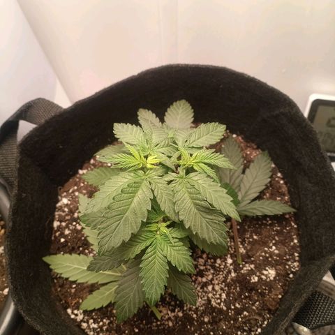 24k gold F1 growlog timeline photo