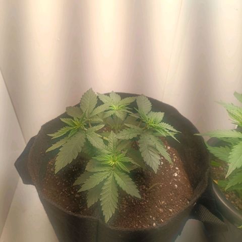 24k gold F1 growlog timeline photo