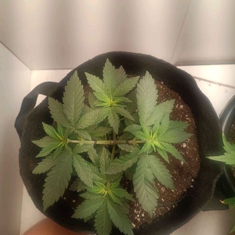 24k gold F1 growlog timeline photo