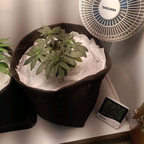 24k gold F1 growlog timeline photo