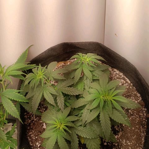 24k gold F1 growlog timeline photo