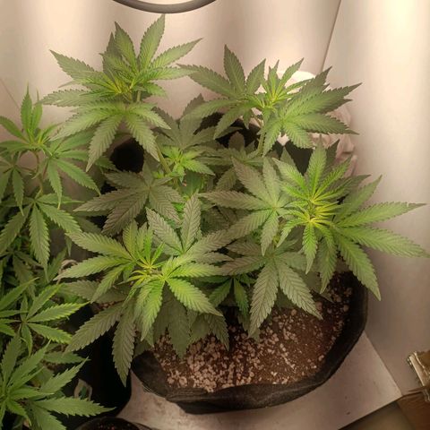 24k gold F1 growlog timeline photo