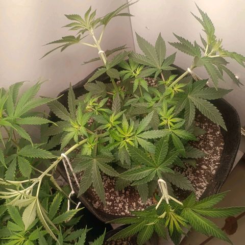 24k gold F1 growlog timeline photo
