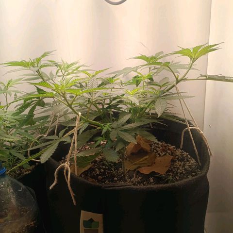24k gold F1 growlog timeline photo