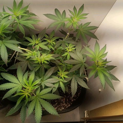 24k gold F1 growlog timeline photo