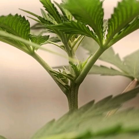 24k gold F1 growlog photo: Pistilos 