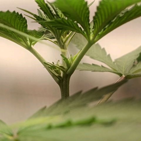 24k gold F1 growlog photo: Pistilos 