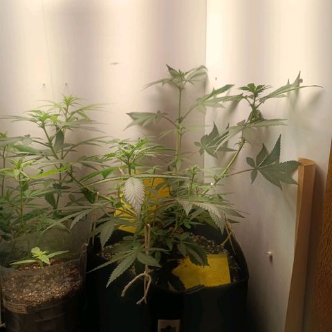 24k gold F1 growlog timeline photo