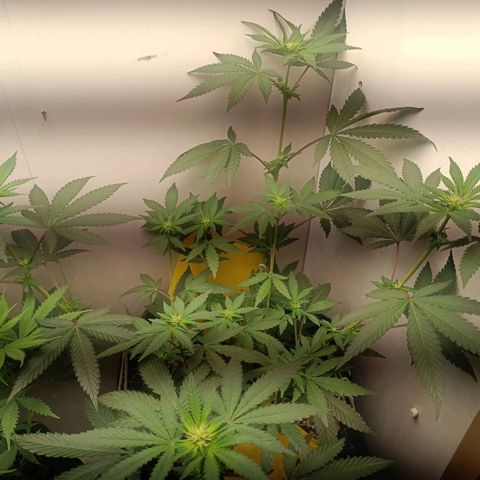 24k gold F1 growlog timeline photo